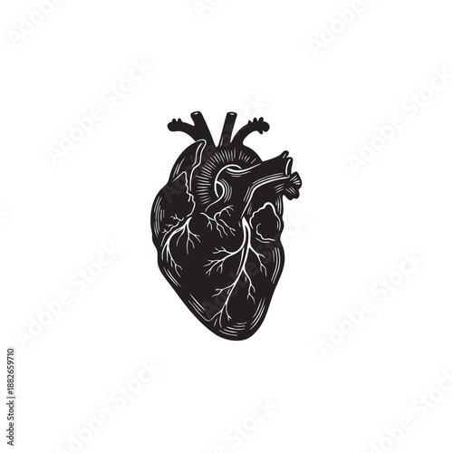 Anatomical heart vector illustration. Black and white human organ silhouette. Vintage engraving style medical icon with veins and arteries isolated on white background. Cardiology symbol graphic.
