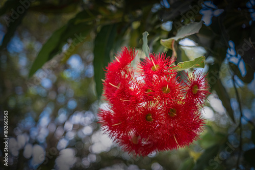 flowering gum nuts