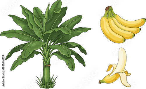 Banana plant with ripe bananas and peeled banana, tropical fruit illustration set, healthy food agriculture design isolated white background