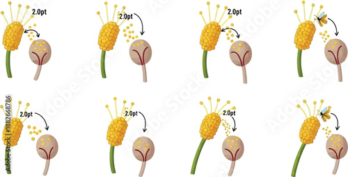 Diagram illustrates the process of plant pollination involving pollen transfer and insect interaction over several time points.