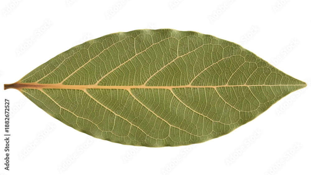 Obraz premium Close Up of a Single Green Leaf with Visible Veins on Black Background texture nature