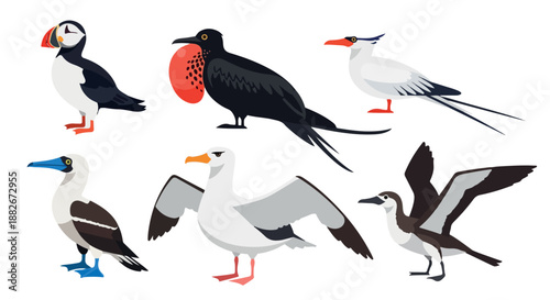 Obraz na plátne Various seabirds collection with transparent background