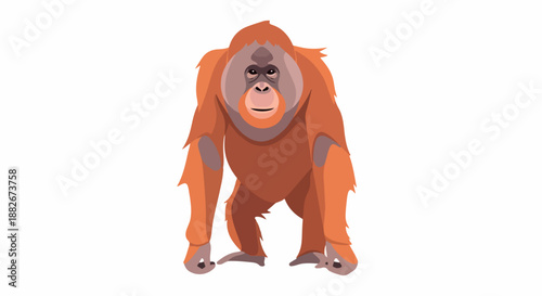 Orange orangutan portrait with transparent background