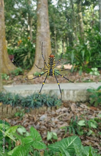Reap photo of Giant Golden Orb-weaver (Nephila pilipes) sitting on web among green forest leaves. Natural daylight scene for wildlife education, biology content, nature articles, scientific