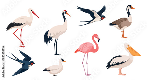 Diverse bird collection with transparent background