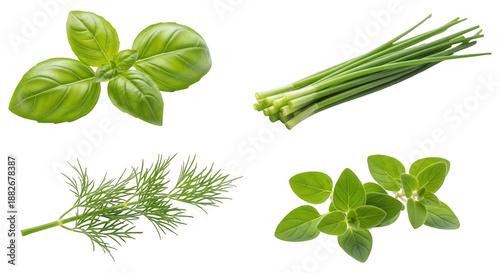 Fresh culinary herbs basil chives dill oregano healthy food ingredients