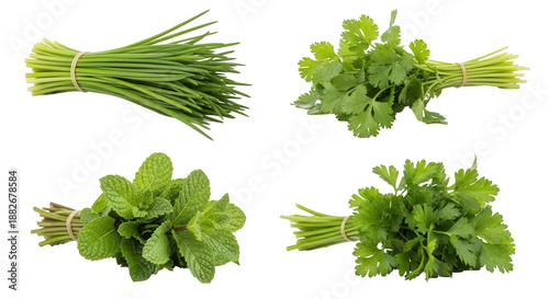 Fresh herbs bundles mint parsley chives cilantro isolated natural green