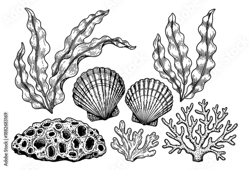 Hand drawn line art marine elements set featuring seaweed, scallop shells, coral, and a sea sponge for ocean and beach themes