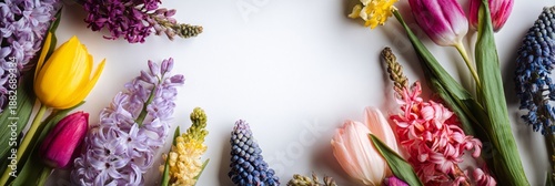 Colorful tulips and hyacinths arranged on white background  