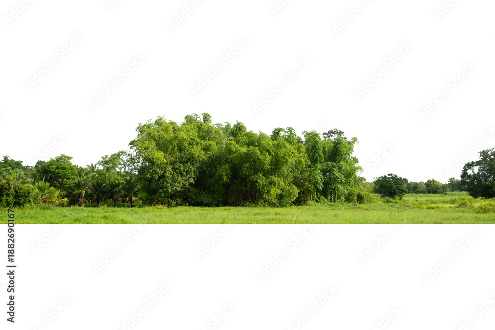 Obraz premium Green trees isolated on white background forest and summer foliage for both print and web with cut path .