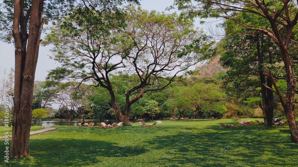 Obraz premium trees in the park