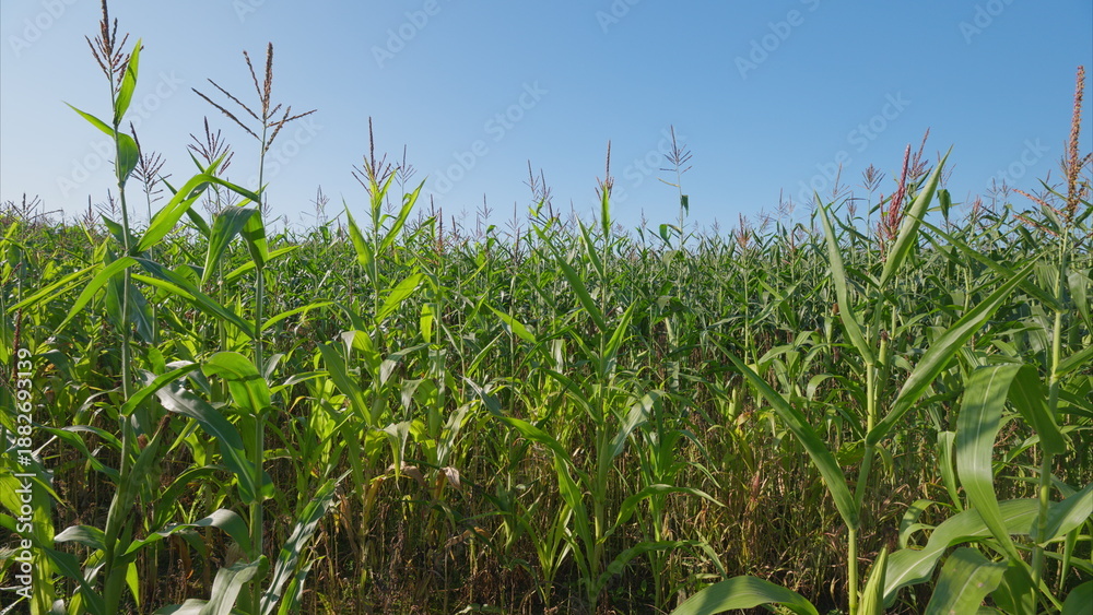 Fototapeta premium A Beautiful and Lush Cornfield Under a Clear Blue Summer Sky with Bright Sunshine