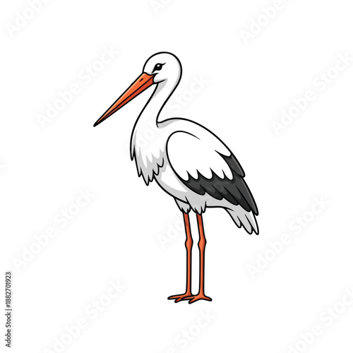 White Stork Standing Illustration Vector