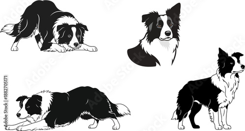 Diverse Collection of Black and White Border Collie Illustrations in Various Poses, Capturing Their Energetic and Intelligent Nature in Vector Art for Dog Enthusiasts