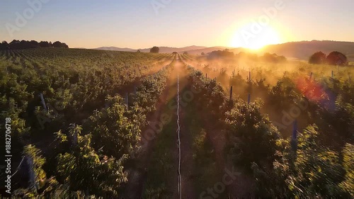 Sunrise over the field. Cinematic sunrise over a large fruit plantation