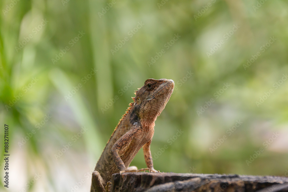 Obraz premium Close-up small chameleon on tree