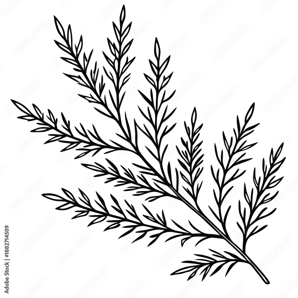 Obraz premium Minimalist Botanical Line Art Branch Illustration - Black & White Plant Sprig