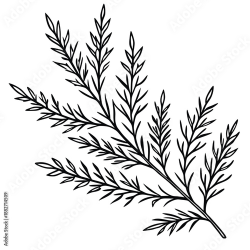 Minimalist Botanical Line Art Branch Illustration - Black & White Plant Sprig