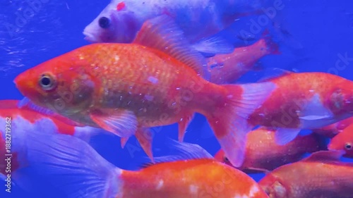 Fish swimming in fish aquarium. Transparent water with beautiful fish. Fish background in water