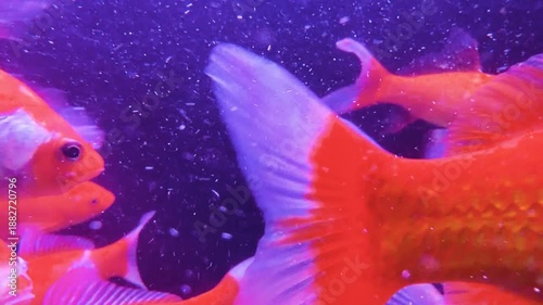 Fish swimming in fish aquarium. Transparent water with beautiful fish. Fish background in water