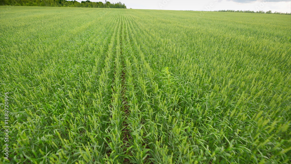 Fototapeta premium The green fields showcase flourishing crops, highlighting an amazing agricultural landscape