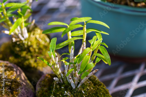 Photos Close-up photo of young green leaves of Dendrobium moniliforme growing