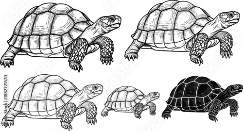 Tortoise illustration set with detailed line art and silhouette variations, realistic turtle drawings and black vector reptile designs isolated on white background