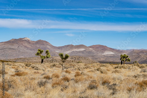Valokuva Yucca brevifolia (Joshua tree, yucca palm, tree yucca, and palm tree yucca)