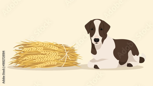 A brown and white dog rests beside a bundle of wheat stalks