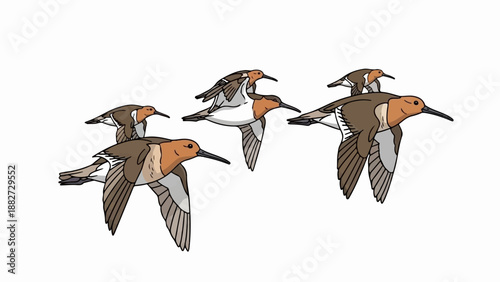 A flock of shorebirds with orange throats and brown wings flying