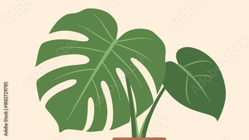 A potted Monstera plant with large green leaves on a cream background