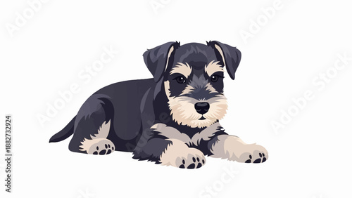 A miniature schnauzer puppy lies down on a white background