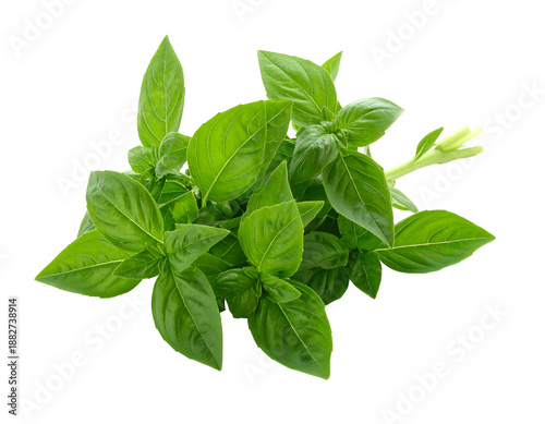 Top-down view of a fresh, green basil bunch with detailed leaves and a bloom