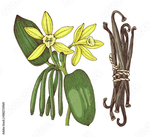 Vanilla hand drawn vector plant