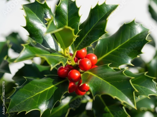 Fresh green holly leaves with bright red berries in natural light