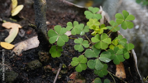 Green Wood Sorrel (Oxalis corniculata) Growing in Garden Soil