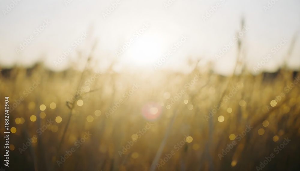 Obraz premium Golden hour sunlight filters through dry grass, creating a dreamy bokeh effect in a field