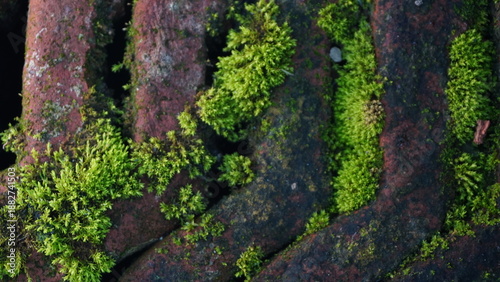 Green Moss (Bryophyta) Growing on Weathered Old Red Bricks