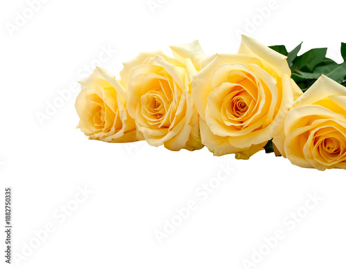 A line of four delicate pale yellow roses with detailed petals on a black background