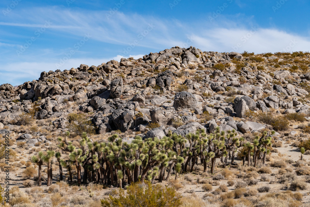 Fototapeta premium Granitic rocks with Metamorphic rocks(Metavolcanic rocks). Yucca brevifolia (Joshua tree, yucca palm, tree yucca) . Coso Volcanic Field, Inyo County, California. Coso Range, Basin and Range Province.