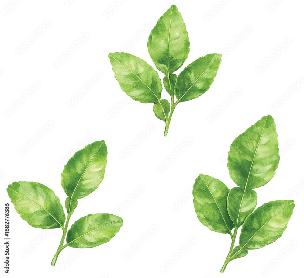 Fototapeta premium Watercolor kaffir lime leaves branch isolated on transparent background