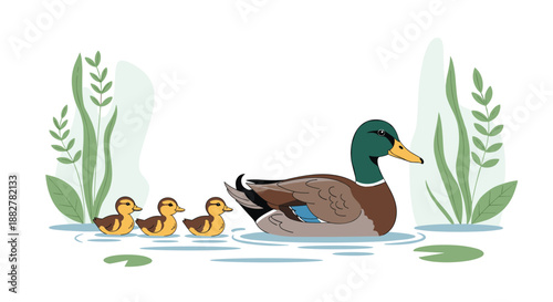 Beautiful mallard duck swimming gracefully on a calm pond followed by a line of three small fluffy yellow and brown ducklings.