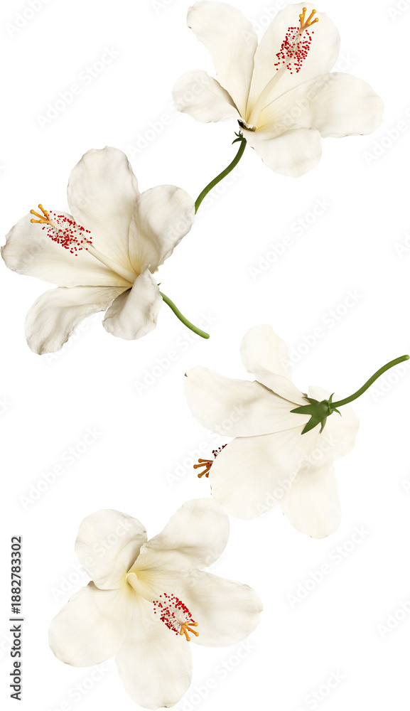 Fototapeta premium Falling White Hibiscus Flower