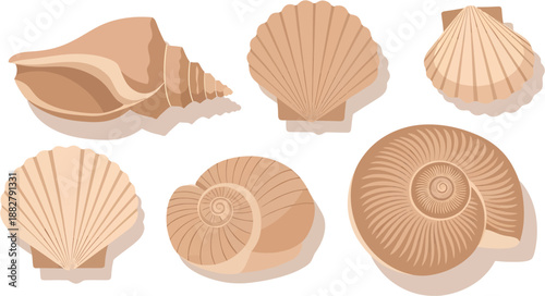 A diverse collection of natural seashells, showcasing intricate forms and delicate textures. Ideal for coastal designs, summer projects, and decorative marine aesthetics