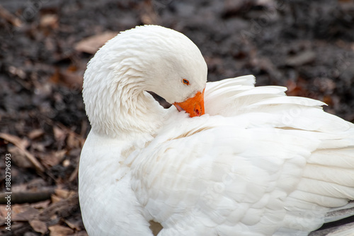 White Goose Preening Feathers Close-up Portrait