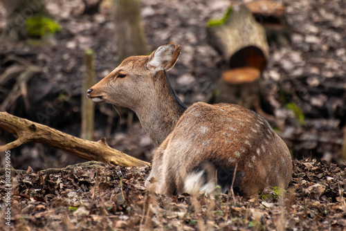 Alert Sika Deer Resting in Autumn Forest