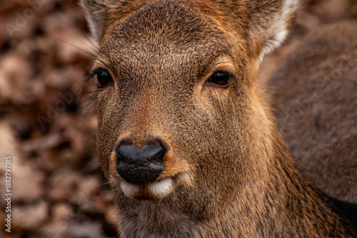 Sika Deer Face Macro Portrait in Autumn Forest