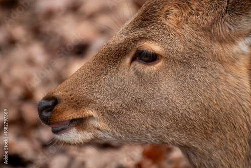 Sika Deer Face Macro Portrait in Autumn Forest