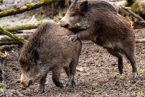 Two Wild Boars Playing in Muddy Forest Clearing