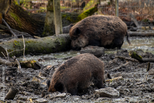 Wild Boars Rooting in Muddy Forest Ground